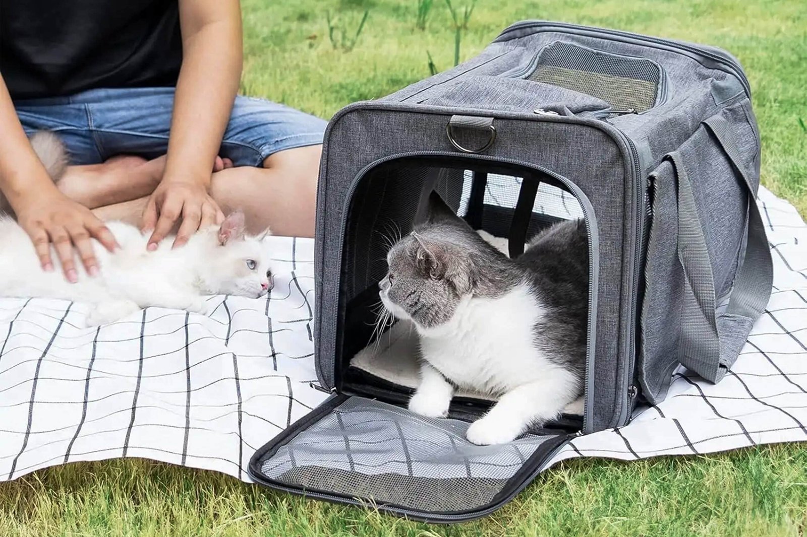 Collapsible Dog Crate