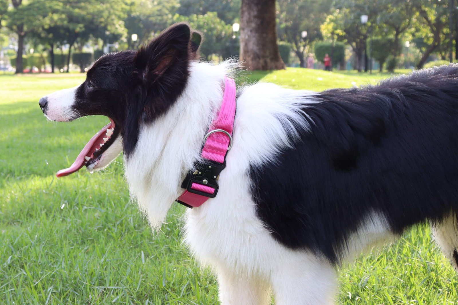 Pet dog collar