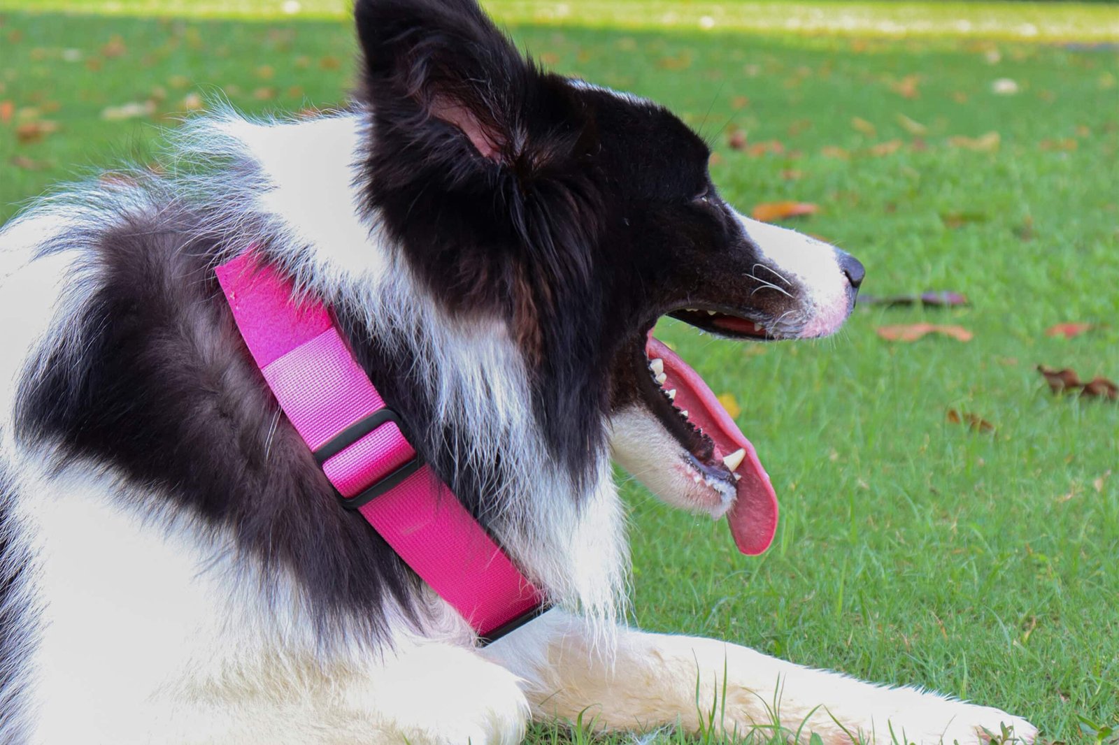 Tactical dog collar