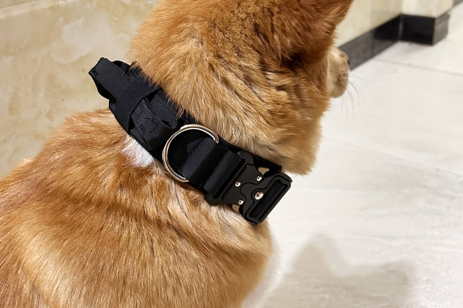 Training dog collar