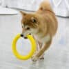 outdoor Dog Ring Toys