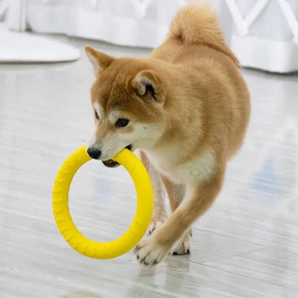 outdoor Dog Ring Toys