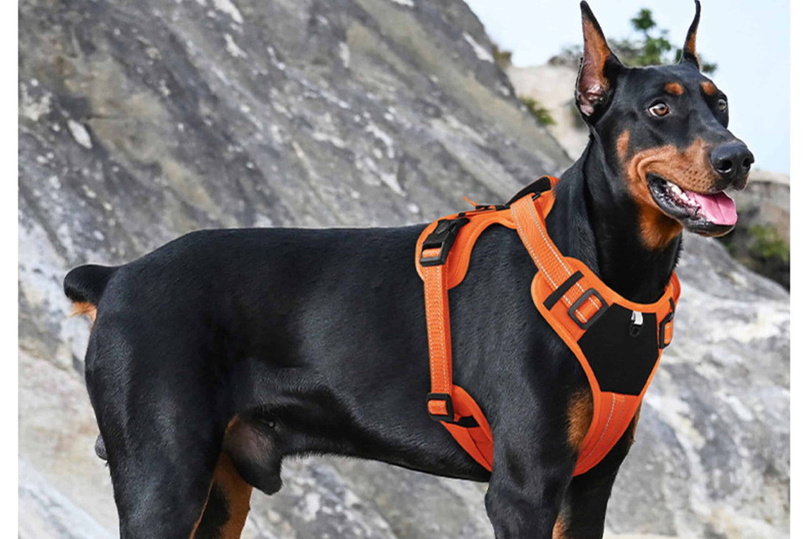 outdoor dog harness