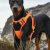 outdoor dog harness4