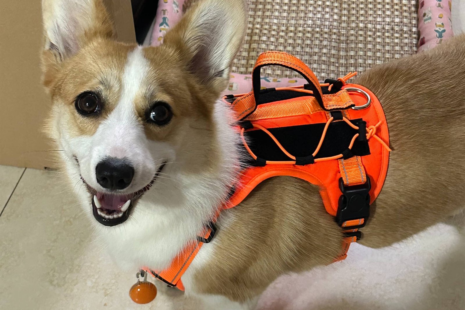 tactical dog harness