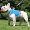 dog Cooling Vests